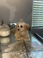 Barbie , a female Cavapoo for sale in Jonesboro, GA – Photo 1 of 3