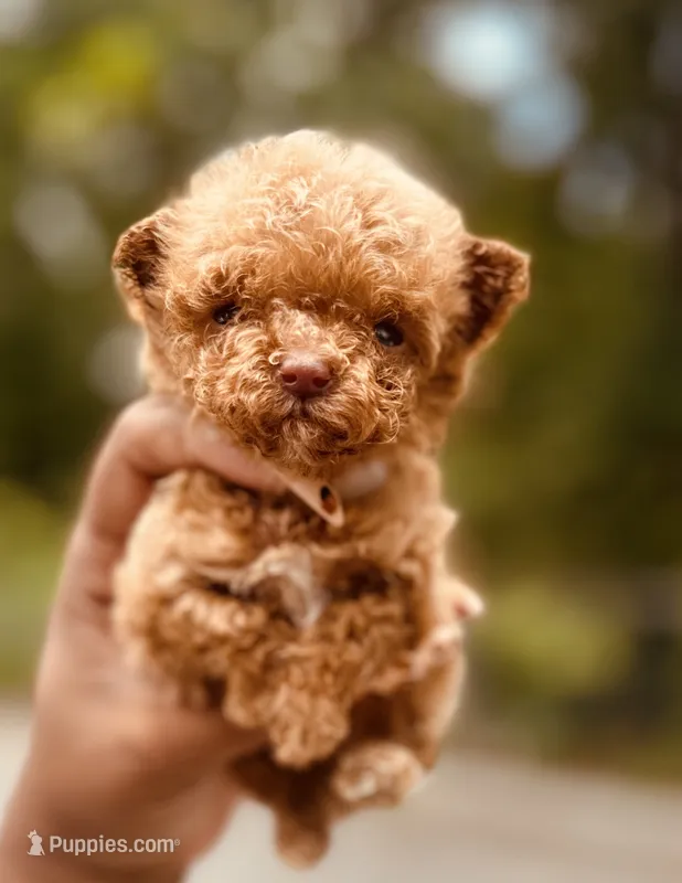 Akc Teacup Angel – Poodle - Toy  puppy for sale in Jonesboro, GA