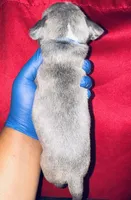 Exotic Shrek, a male American Bully for sale in Jonesboro, GA – Photo 5 of 10