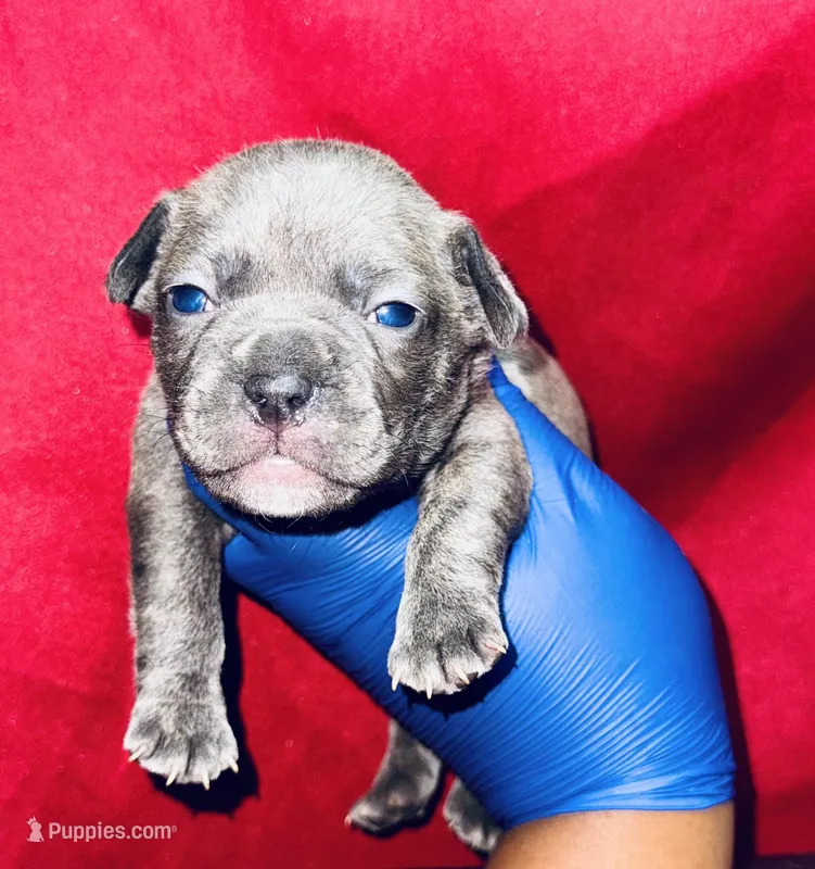 Shrek – American Bully puppy for sale in Jonesboro, GA