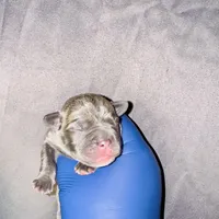 Exotic Shrek, a male American Bully for sale in Jonesboro, GA – Photo 10 of 10