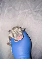 Shrek, a male American Bully for sale in Jonesboro, GA – Photo 2 of 2