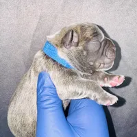 Exotic Shrek, a male American Bully for sale in Jonesboro, GA – Photo 9 of 10