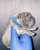 Shrek, a male American Bully for sale in Jonesboro, GA – Photo 1 of 2