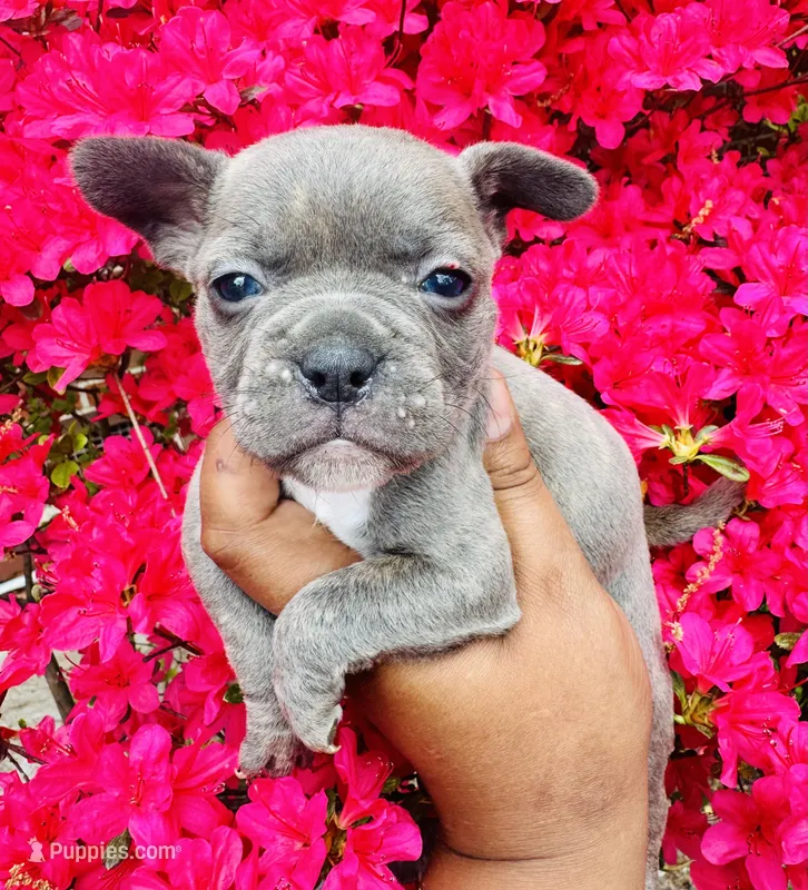 Exotic Shrek – American Bully puppy for sale in Jonesboro, GA