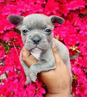 Exotic Shrek, a male American Bully for sale in Jonesboro, GA – Photo 1 of 10