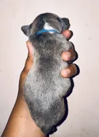 Exotic Shrek, a male American Bully for sale in Jonesboro, GA – Photo 8 of 10