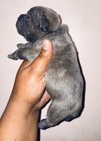 Exotic Shrek, a male American Bully for sale in Jonesboro, GA – Photo 7 of 10