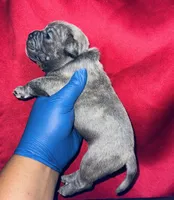 Exotic Shrek, a male American Bully for sale in Jonesboro, GA – Photo 4 of 10