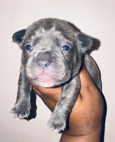 Exotic Shrek, a male American Bully for sale in Jonesboro, GA – Photo 6 of 10