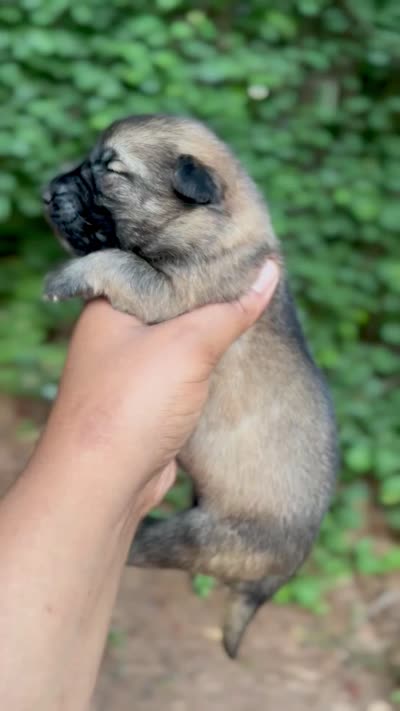 Kaa, a male German Shepherd Dog for sale in Jonesboro, GA – 3 of 3