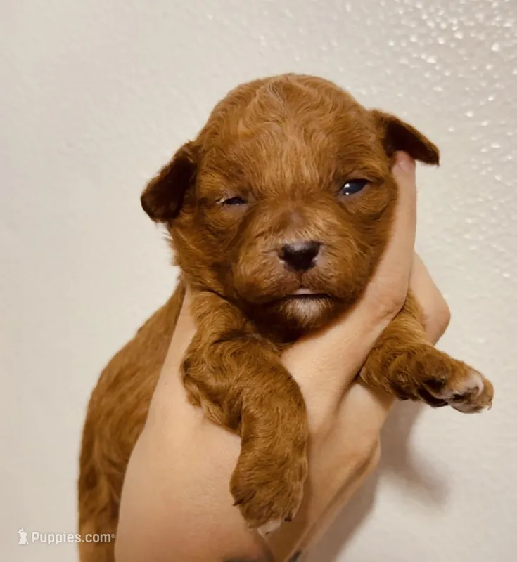 Po – Poodle - Toy  puppy for sale in Jonesboro, GA