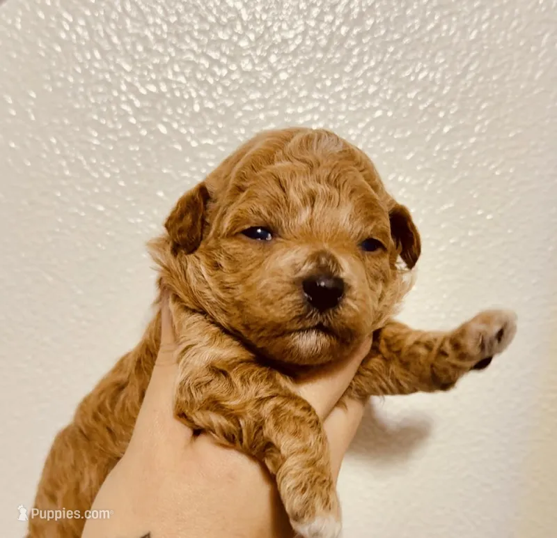 Laa-Laa – Poodle - Toy  puppy for sale in Jonesboro, GA