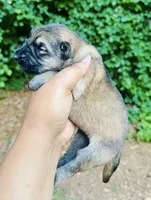 Raquel, a female German Shepherd Dog for sale in Jonesboro, GA – 2 of 3