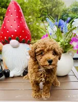 Valentino, a male Poodle - Toy  for sale in Jonesboro, GA – 2 of 3