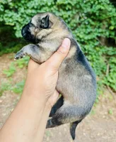 King Louie, a male German Shepherd Dog for sale in Jonesboro, GA – 2 of 3