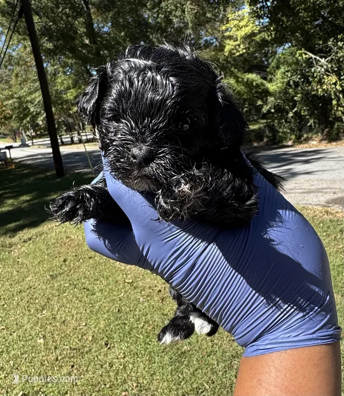 Jack Jack – Shihpoo puppy for sale in Jonesboro, GA