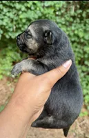 Mowgli , a male German Shepherd Dog for sale in Jonesboro, GA – 2 of 3
