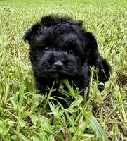 Star Girl , a female Yorkipoo and Poodle - Toy  for sale in Jonesboro, GA – 2 of 6