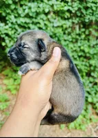 Baloo, a male German Shepherd Dog for sale in Jonesboro, GA – 2 of 3