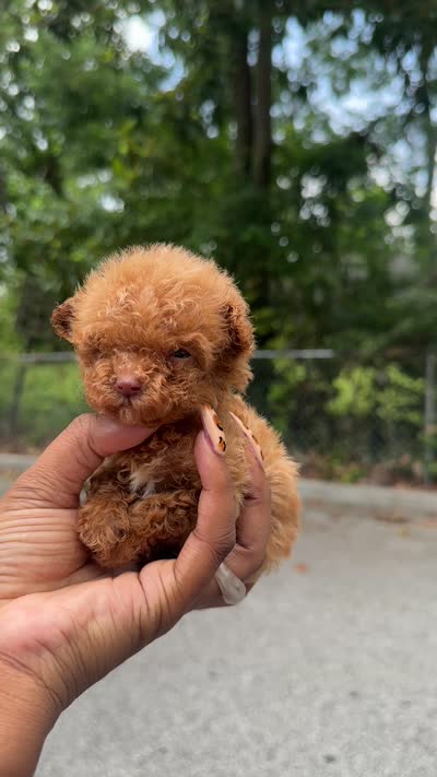 Akc Teacup Angel, a female Poodle - Toy  for sale in Jonesboro, GA – 4 of 4