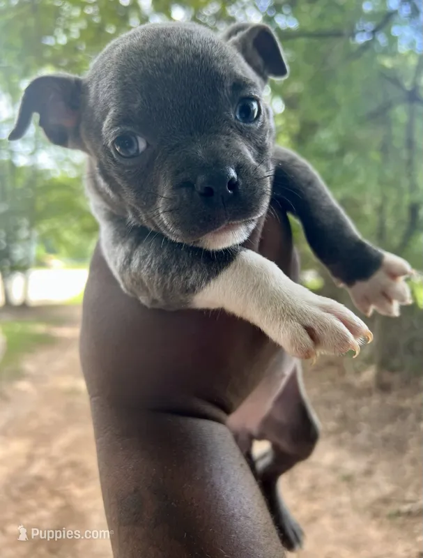 Karen – American Bully puppy for sale in Jonesboro, GA