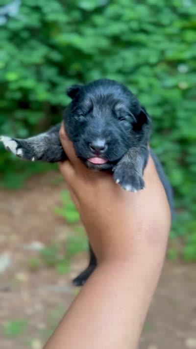 Shanti, a female German Shepherd Dog for sale in Jonesboro, GA – 3 of 3