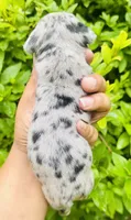 SpongeBob , a male American Bully for sale in Jonesboro, GA – 2 of 3