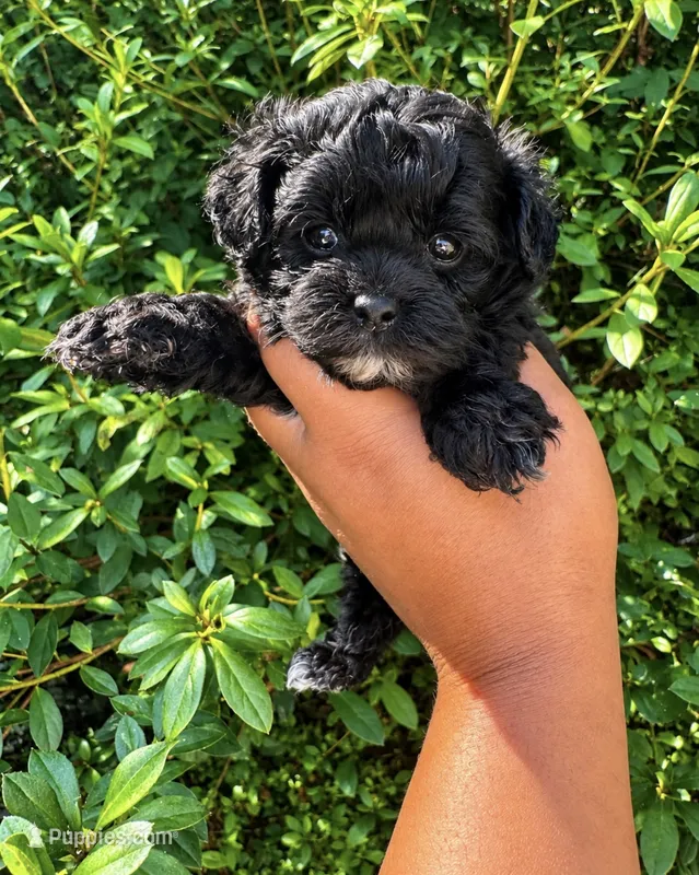 Mr.Incredible  – Shihpoo puppy for sale in Jonesboro, GA