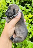 Squidward, a male American Bully for sale in Jonesboro, GA – 2 of 2