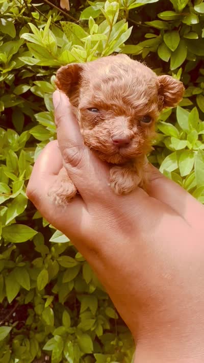 AKC TEACUP Angel, a female Poodle - Toy  for sale in Jonesboro, GA – 4 of 5