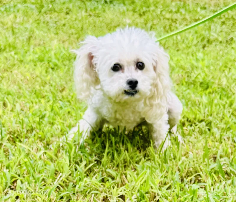 Honey  – Shihpoo puppy for sale in Jonesboro, GA