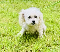 Honey , a female Shihpoo for sale in Jonesboro, GA – 1 of 4