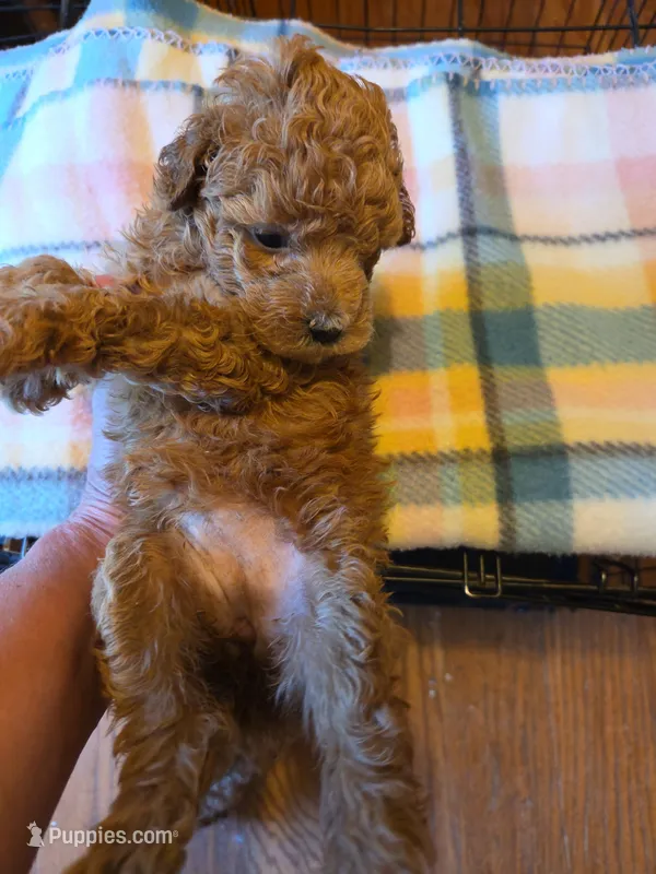 Niota – Poodle - Toy  puppy for sale in Jonesboro, GA