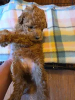 Niota, a female Poodle - Toy  for sale in Jonesboro, GA – 1 of 1