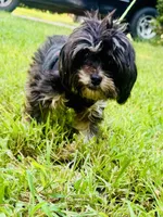 Chase, a male Shih Tzu for sale in Jonesboro, GA – 2 of 5