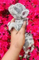 Fiona, a female American Bully for sale in Jonesboro, GA – Photo 2 of 10