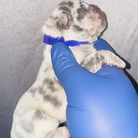 Fiona, a female American Bully for sale in Jonesboro, GA – Photo 10 of 10