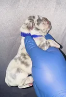 Fiona, a female American Bully for sale in Jonesboro, GA – Photo 1 of 2