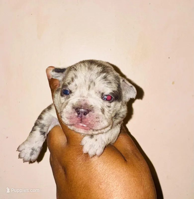 Fiona – American Bully puppy on hold in Jonesboro, GA
