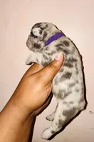 Fiona, a female American Bully for sale in Jonesboro, GA – Photo 8 of 10