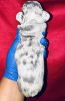 Fiona, a female American Bully for sale in Jonesboro, GA – Photo 5 of 10