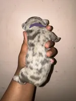 Fiona, a female American Bully for sale in Jonesboro, GA – Photo 7 of 10