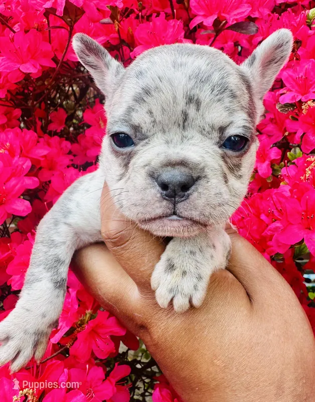 Fiona – American Bully puppy on hold in Jonesboro, GA