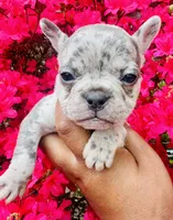 Fiona, a female American Bully for sale in Jonesboro, GA – Photo 1 of 10