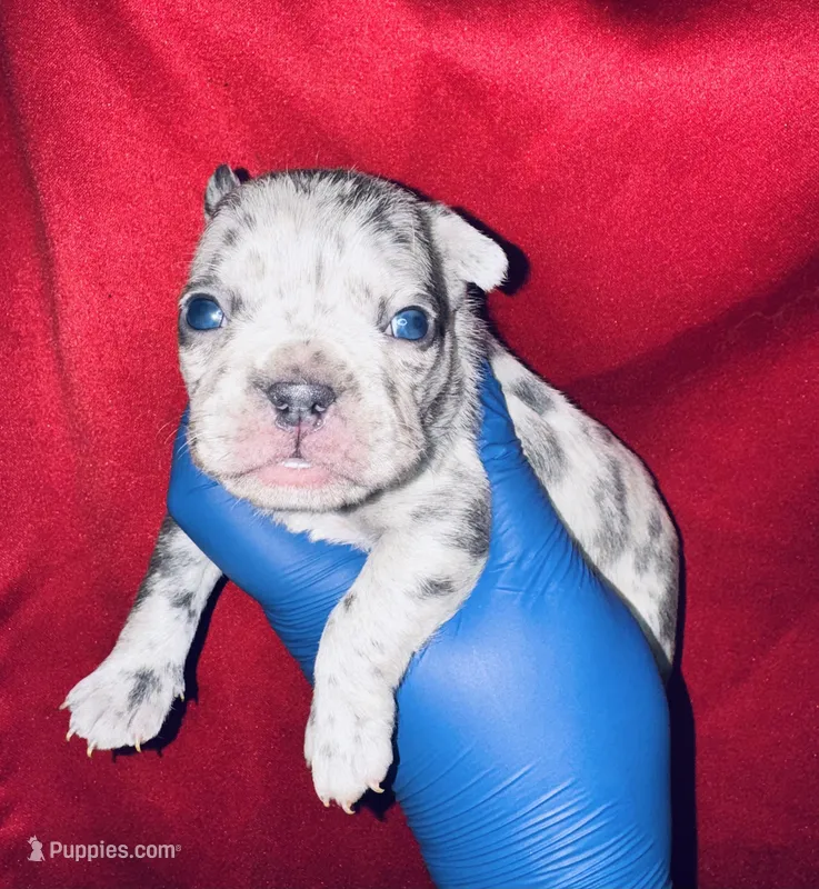 Fiona – American Bully puppy on hold in Jonesboro, GA