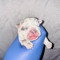 Fiona, a female American Bully for sale in Jonesboro, GA – Photo 9 of 10