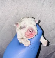 Fiona, a female American Bully for sale in Jonesboro, GA – Photo 2 of 2