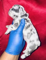 Fiona, a female American Bully for sale in Jonesboro, GA – Photo 4 of 10