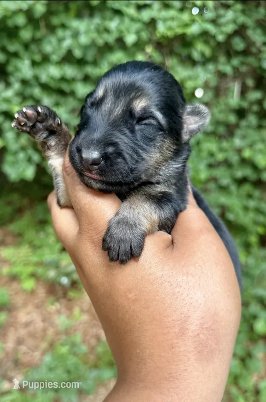 Bagheera – German Shepherd Dog puppy for sale in Jonesboro, GA